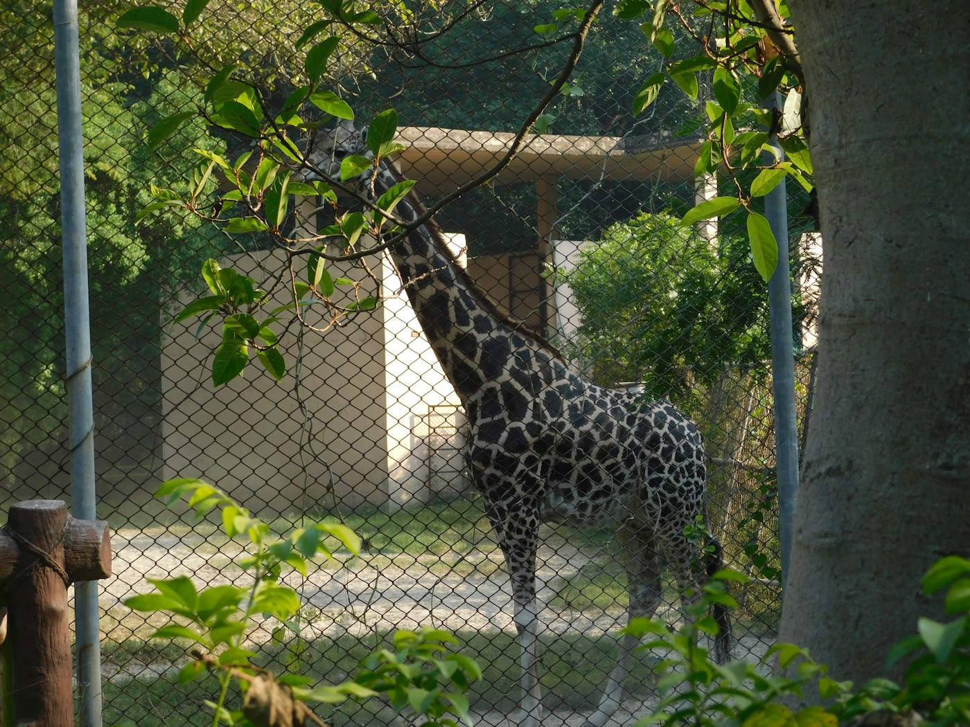 A giraffe in a zoo habitat